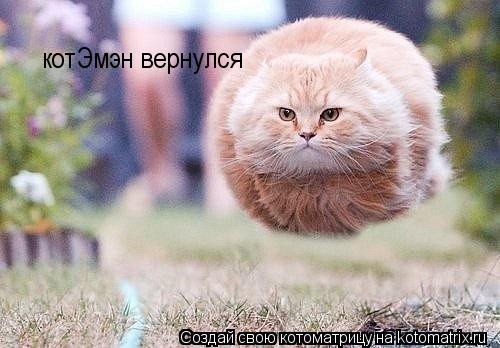 котЭмэн вернулся... Котоматрица: котЭмэн вернулся