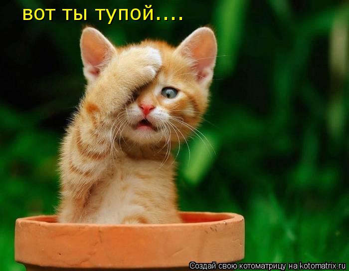 вот ты тупой....... Котоматрица: вот ты тупой....