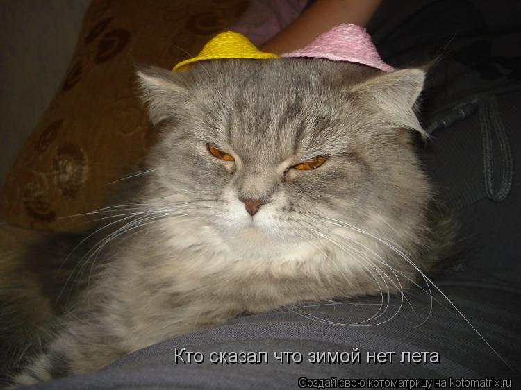 Кто сказал что зимой нет лета... Котоматрица: Кто сказал что зимой нет лета