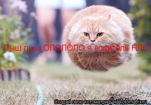 Пыщ пыщ ОЛОЛОЛО я водитель НЛО :D... Котоматрица: Пыщ пыщ ОЛОЛОЛО я водитель НЛО :D