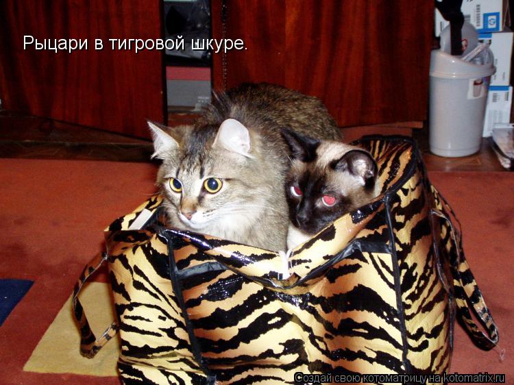 Рыцари в тигровой шкуре.... Котоматрица: Рыцари в тигровой шкуре.