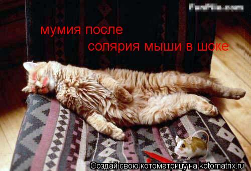 мумия после солярия мыши в шоке... Котоматрица: мумия после солярия мыши в шоке