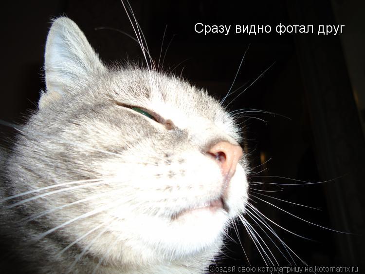 Сразу видно фотал друг... Котоматрица: Сразу видно фотал друг