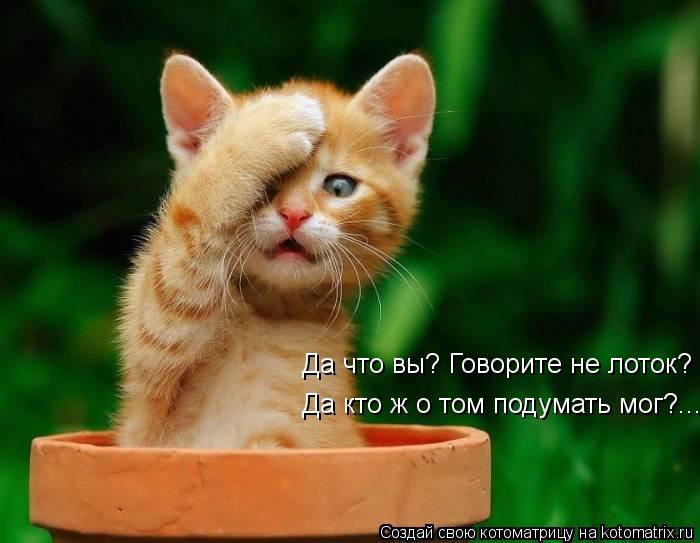 Да что вы? Говорите не лоток? Да кто ж о том подумать мог?....... Котоматрица: Да что вы? Говорите не лоток? Да кто ж о том подумать мог?....