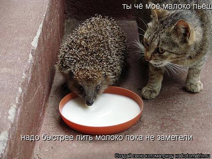 ты чё моё малоко пьёш ты чё моё малоко пьёш надо быстрее пить молоко пока не заметели надо быстрее пи... Котоматрица: ты чё моё малоко пьёш ты чё моё малоко пьёш надо быстрее пить молоко пока не заметели надо быстрее пить молоко пока не заметели