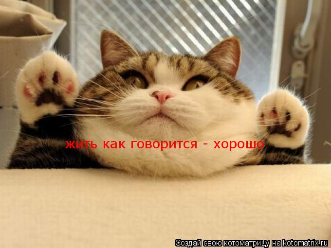 жить как говорится - хорошо... Котоматрица: жить как говорится - хорошо