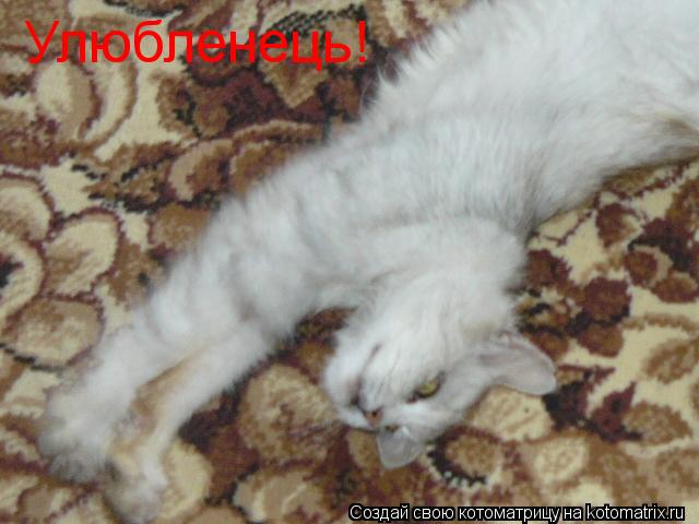Улюбленець!... Котоматрица: Улюбленець!