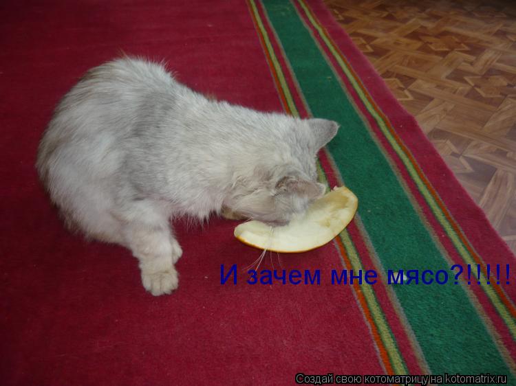 И зачем мне мясо?!!!!!... Котоматрица: И зачем мне мясо?!!!!!