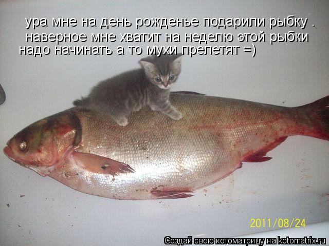 ура мне на день рожденье подарили рыбку . наверное мне хватит на неделю этой рыбки наверное мне хва... Котоматрица: ура мне на день рожденье подарили рыбку . наверное мне хватит на неделю этой рыбки наверное мне хватит на неделю этой рыбки надо начинать