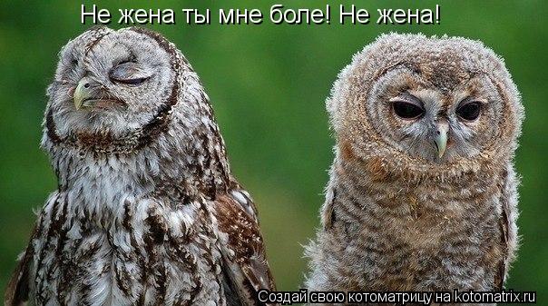Не жена ты мне боле! Не жена!... Котоматрица: Не жена ты мне боле! Не жена!