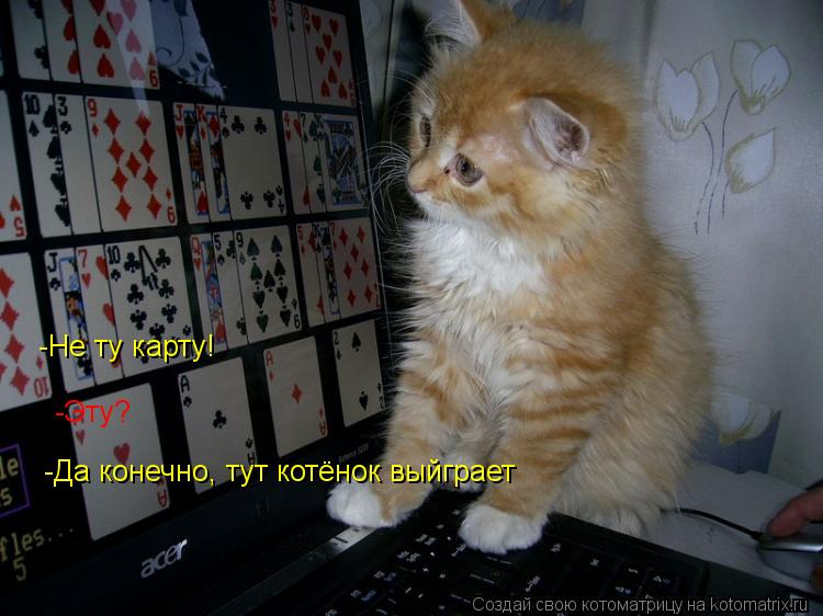 Не -Не ту карту! -Эту? -Да конечно, тут котёнок выйграет... Котоматрица: Не -Не ту карту! -Эту? -Да конечно, тут котёнок выйграет