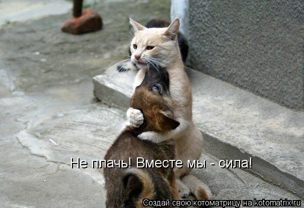 Не плачь! Вместе мы - сила!... Котоматрица: Не плачь! Вместе мы - сила!