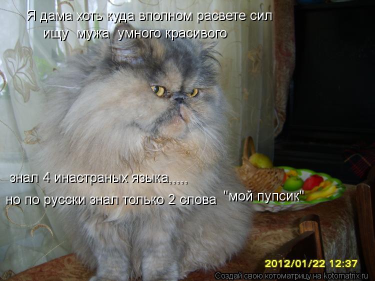 Котоматрица: ищу  мужа  умного красивого  но по русски знал только 2 слова  знал 4 инастраных языка,,,,, "мой пупсик" Я дама хоть куда вполном расвете сил