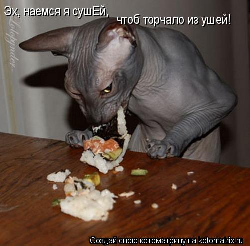 Котоматрица: Эх, наемся я сушЕй, чтоб торчало из ушей!