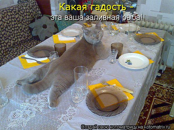 Котоматрица: эта ваша заливная рыба! Какая гадость -