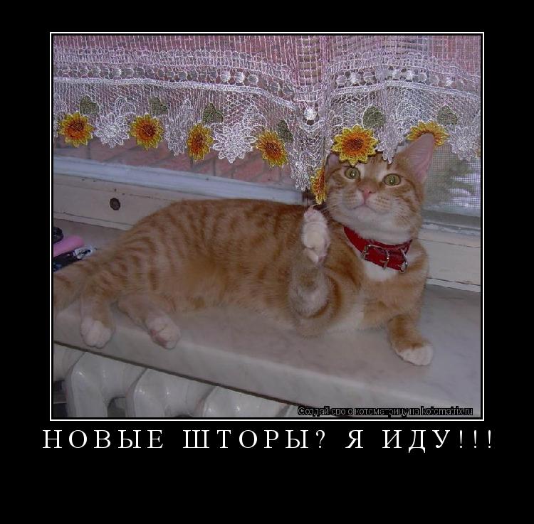 новые шторы? Я ИДУ!!! ... Котоматрица: новые шторы? Я ИДУ!!!