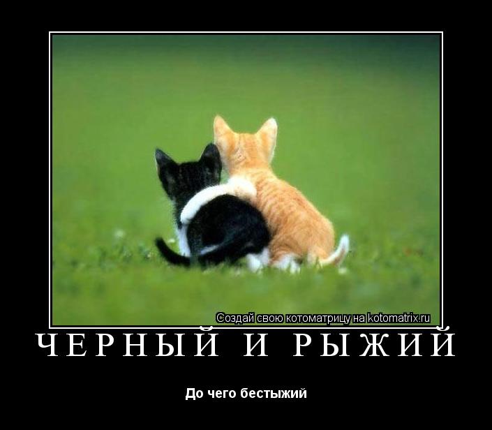 Чёрный и Рыжий До чего бестыжий... Котоматрица: Чёрный и Рыжий До чего бестыжий