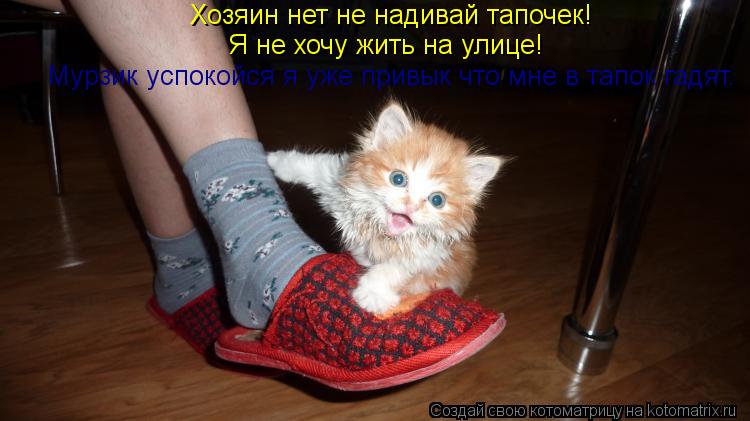 Котоматрица: Хозяин нет не надивай тапочек! Я не хочу жить на улице! Мурзик успокойся я уже привык что мне в тапок гадят.