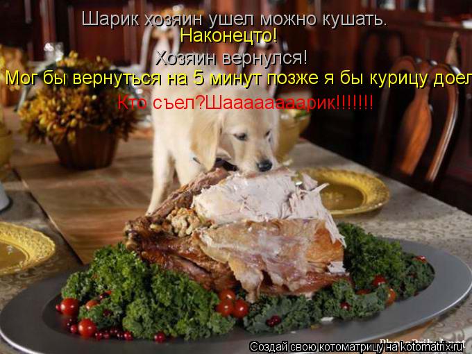 Котоматрица: Шарик хозяин ушел можно кушать. Наконецто! Хозяин вернулся! Мог бы вернуться на 5 минут позже я бы курицу доел. Кто съел?Шаааааааарик!!!!!!!