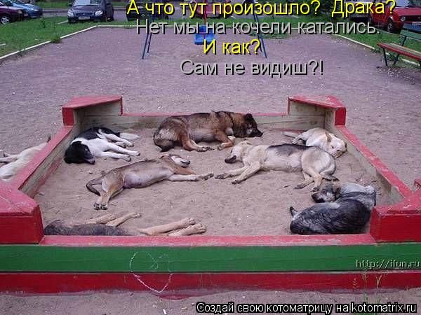Котоматрица: А что тут произошло? Драка? Нет мы на кочели катались. И как? Сам не видиш?!