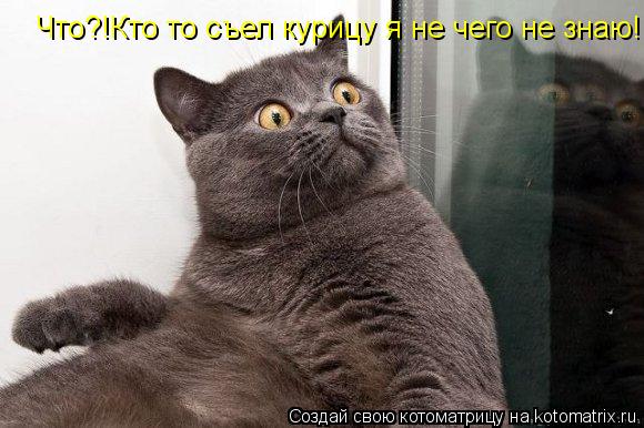 Котоматрица: Что?!Кто то съел курицу я не чего не знаю!