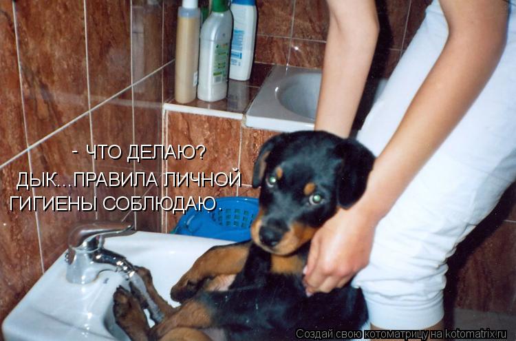 Котоматрица: ЧТО ДЕЛАЮ? ДЫК...ПРАВИЛА ЛИЧНОЙ ГИГИЕНЫ СОБЛЮДАЮ - .