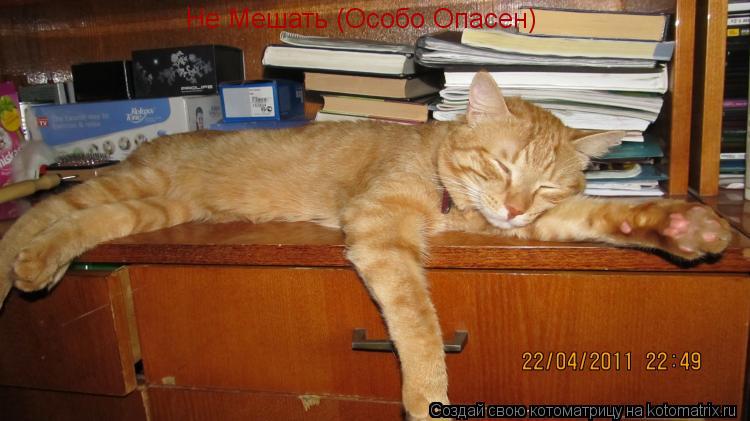 Котоматрица: Не Мешать (Особо Опасен)
