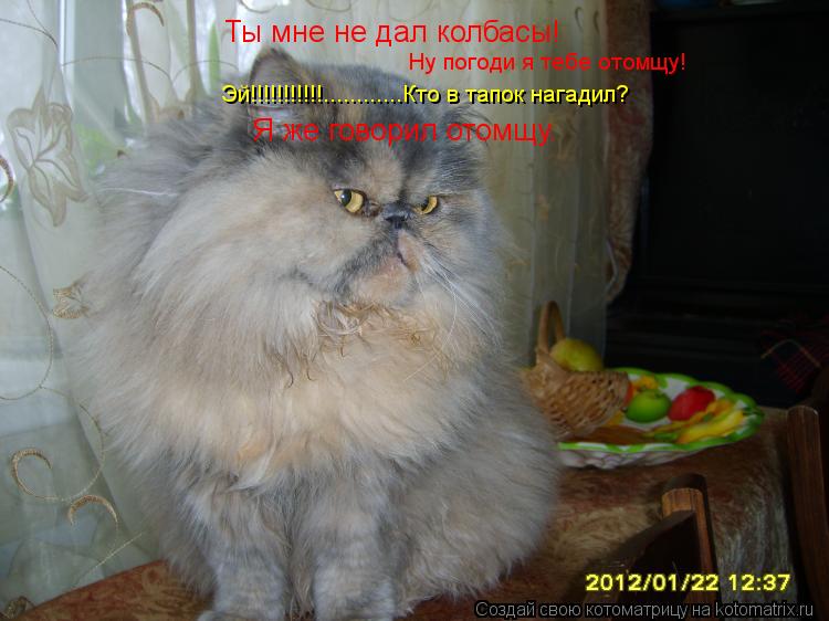 Котоматрица: Ты мне не дал колбасы! Ну погоди я тебе отомщу! Эй!!!!!!!!!!!............Кто в тапок нагадил? Я же говорил отомщу.