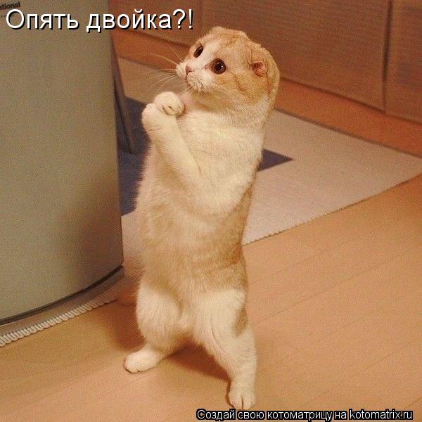 Опять двойка?!... Котоматрица: Опять двойка?!
