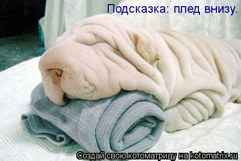 Подсказка: плед внизу.... Котоматрица: Подсказка: плед внизу.