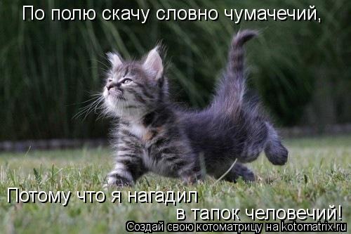 Потому что я нагадил в тапок человечий! По полю скачу словно чумачечий,... Котоматрица: Потому что я нагадил в тапок человечий! По полю скачу словно чумачечий,