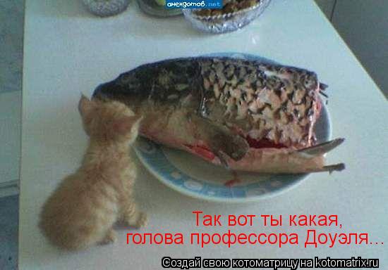 Котоматрица: Так вот ты какая,  голова профессора Доуэля...