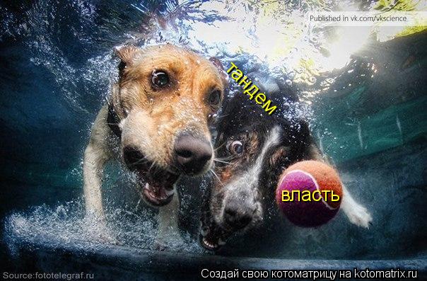 Котоматрица: власть тандем