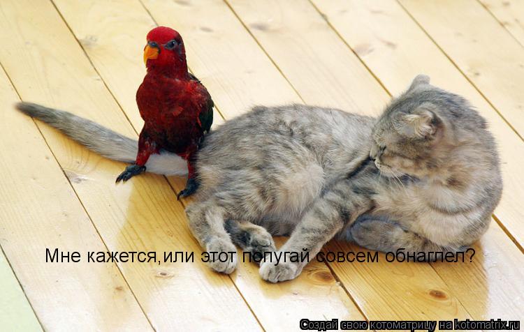 Котоматрица: Мне кажется,или этот попугай совсем обнаглел?