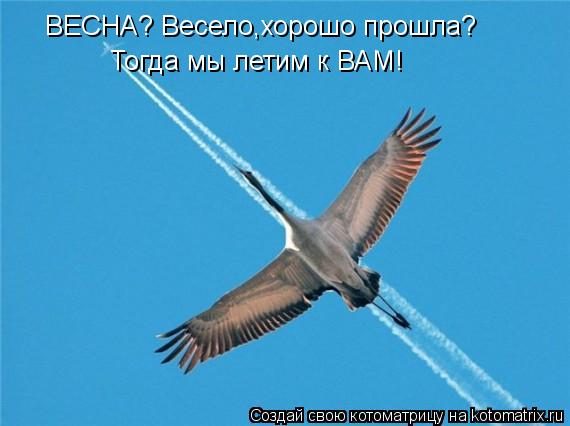 Котоматрица: Тогда мы летим к ВАМ! ВЕСНА? Весело,хорошо прошла?