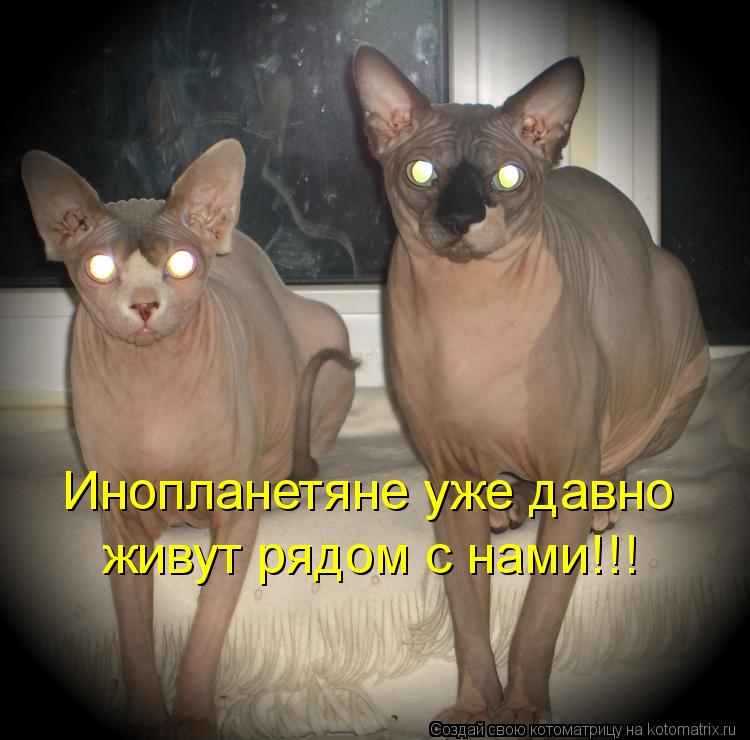 Котоматрица: Инопланетяне уже давно живут рядом с нами!!!