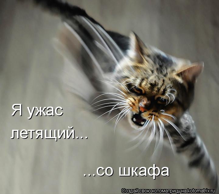 Котоматрица: Я ужас летящий... ...со шкафа