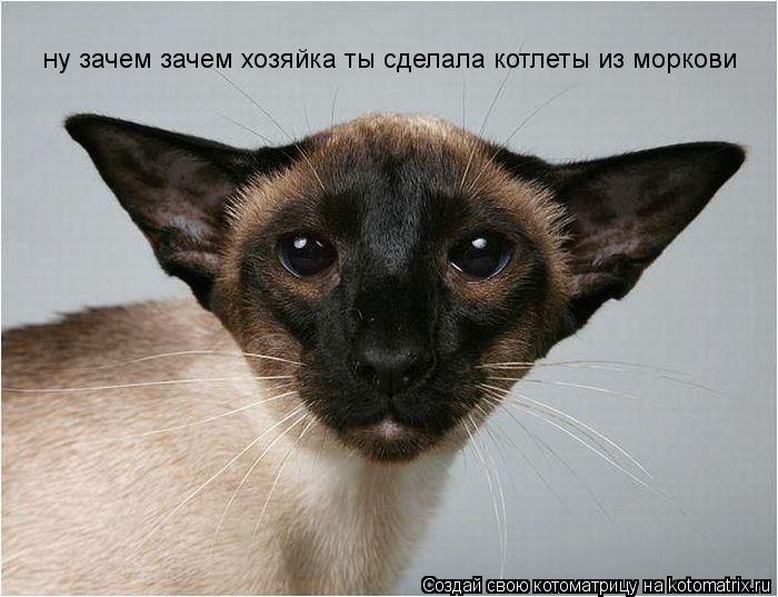 ну зачем зачем хозяйка ты сделала котлеты из моркови... Котоматрица: ну зачем зачем хозяйка ты сделала котлеты из моркови