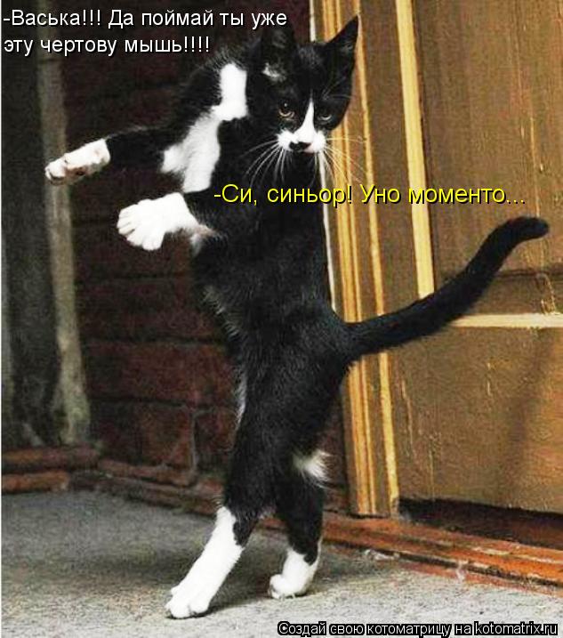 -Васька!!! Да поймай ты уже эту чертову мышь!!!! -Си, синьор! Уно моменто...... Котоматрица: -Васька!!! Да поймай ты уже эту чертову мышь!!!! -Си, синьор! Уно моменто...