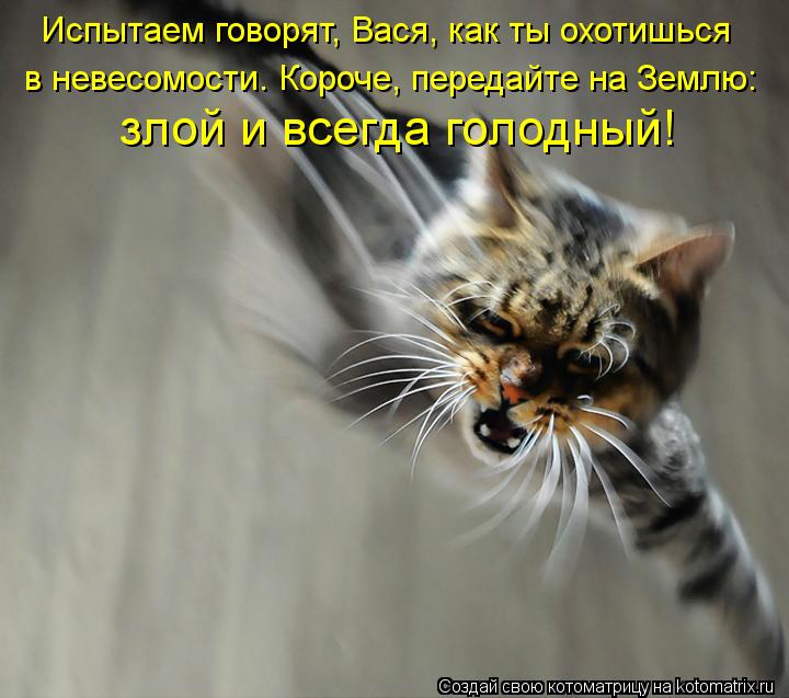 Испытаем говорят, Вася, как ты охотишься в невесомости. Короче, передайте на Землю: злой и всегда гол... Котоматрица: Испытаем говорят, Вася, как ты охотишься в невесомости. Короче, передайте на Землю: злой и всегда голодный!