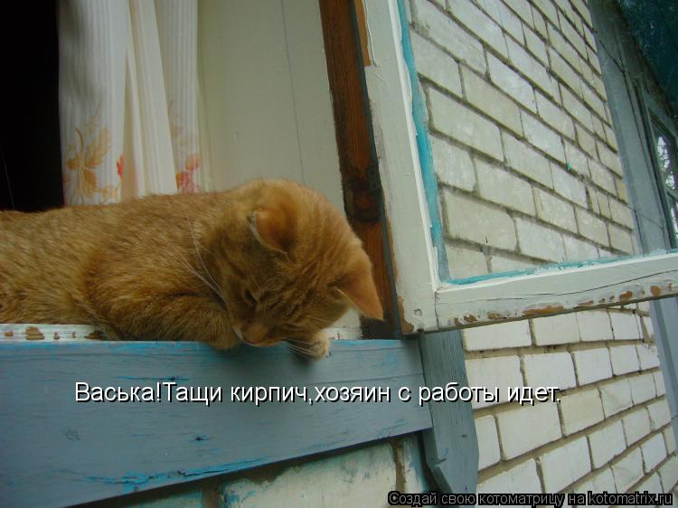 Васька!Тащи кирпич,хозяин с работы идет Васька!Тащи кирпич,хозяин с работы идет.... Котоматрица: Васька!Тащи кирпич,хозяин с работы идет Васька!Тащи кирпич,хозяин с работы идет.