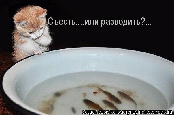 Съесть....или разводить?...... Котоматрица: Съесть....или разводить?...