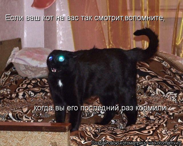 Если ваш кот на вас так смотрит,вспомните, когда вы его последний раз кормили.... Котоматрица: Если ваш кот на вас так смотрит,вспомните, когда вы его последний раз кормили.