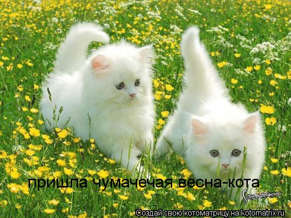 пришла чумачечая весна-кота... Котоматрица: пришла чумачечая весна-кота