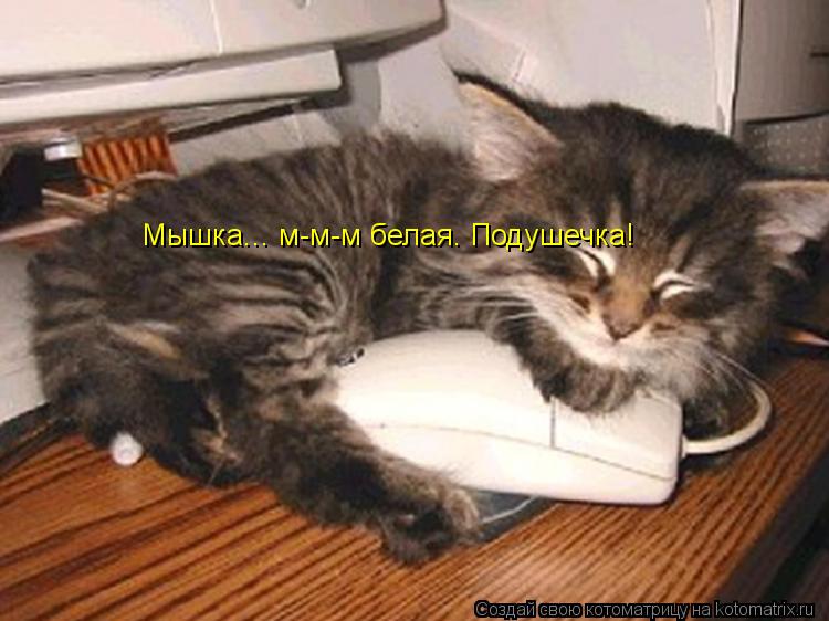 Мышка... м-м-м белая. Подушечка!... Котоматрица: Мышка... м-м-м белая. Подушечка!