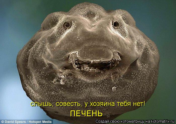 слышь, совесть, у хозяина тебя нет! ПЕЧЕНЬ... Котоматрица: слышь, совесть, у хозяина тебя нет! ПЕЧЕНЬ