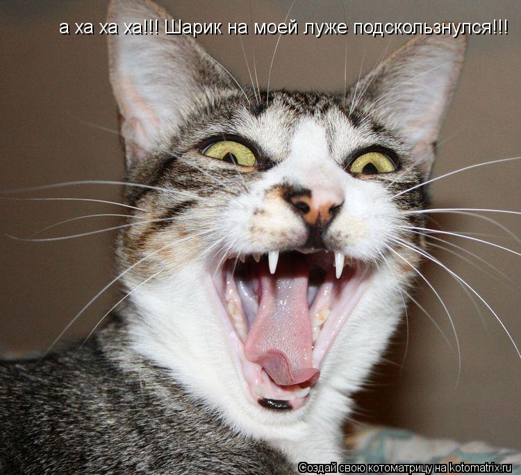 а ха ха ха!!! Шарик на моей луже подскользнулся!!!... Котоматрица: а ха ха ха!!! Шарик на моей луже подскользнулся!!!