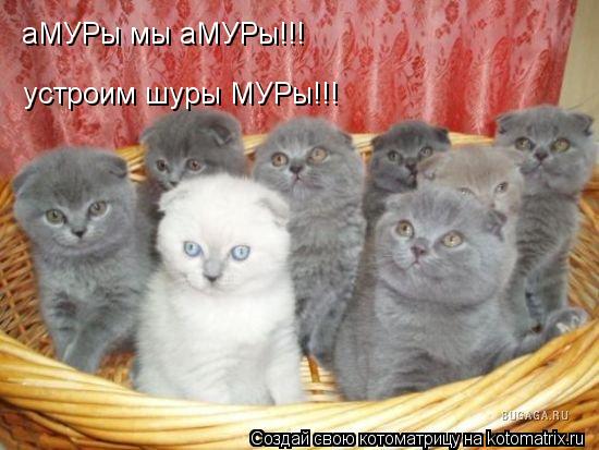 аМУРы мы аМУРы!!! устроим шуры МУРы!!!... Котоматрица: аМУРы мы аМУРы!!! устроим шуры МУРы!!!