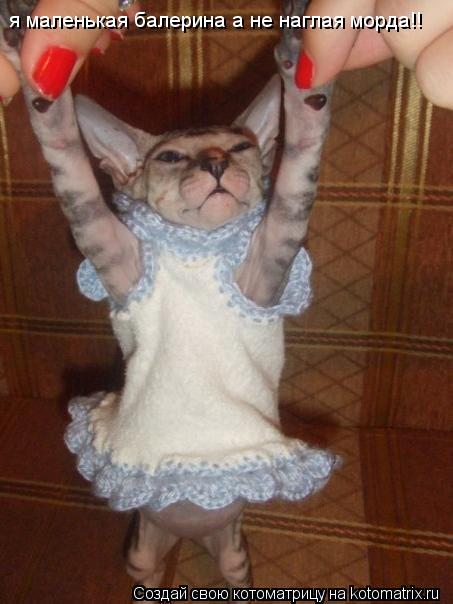 я маленькая балерина а не наглая морда!!... Котоматрица: я маленькая балерина а не наглая морда!!