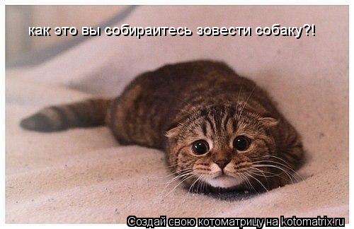 как это вы собираитесь зовести собаку?!... Котоматрица: как это вы собираитесь зовести собаку?!